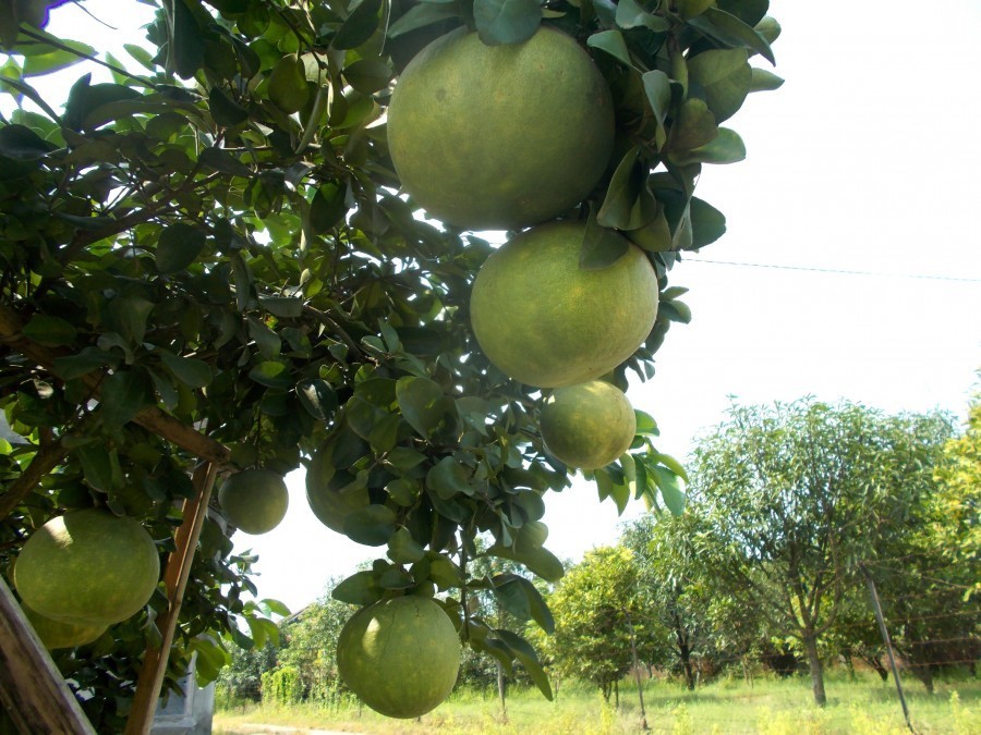 Comment se cultive le pomelo chinois ?